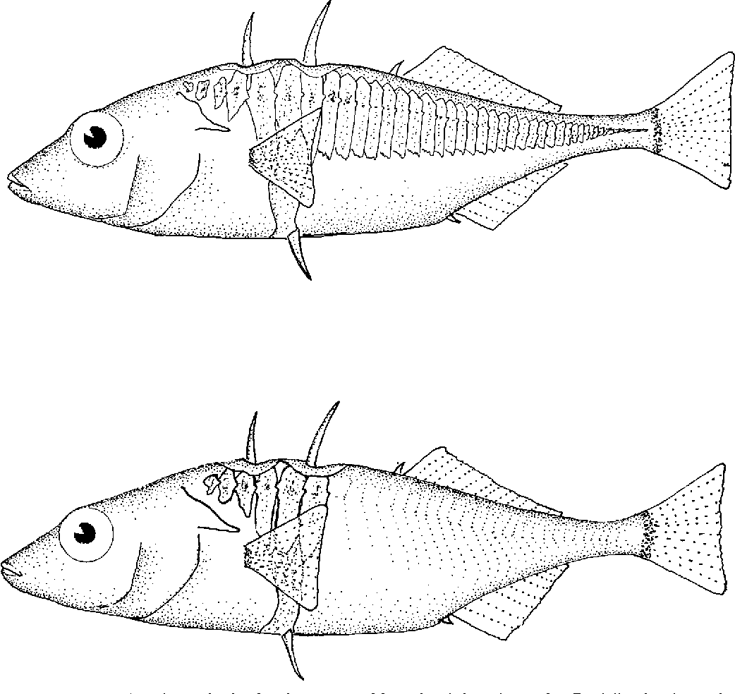1042x984 figure from structural relationships between spines and lateral - Stickleback Drawing