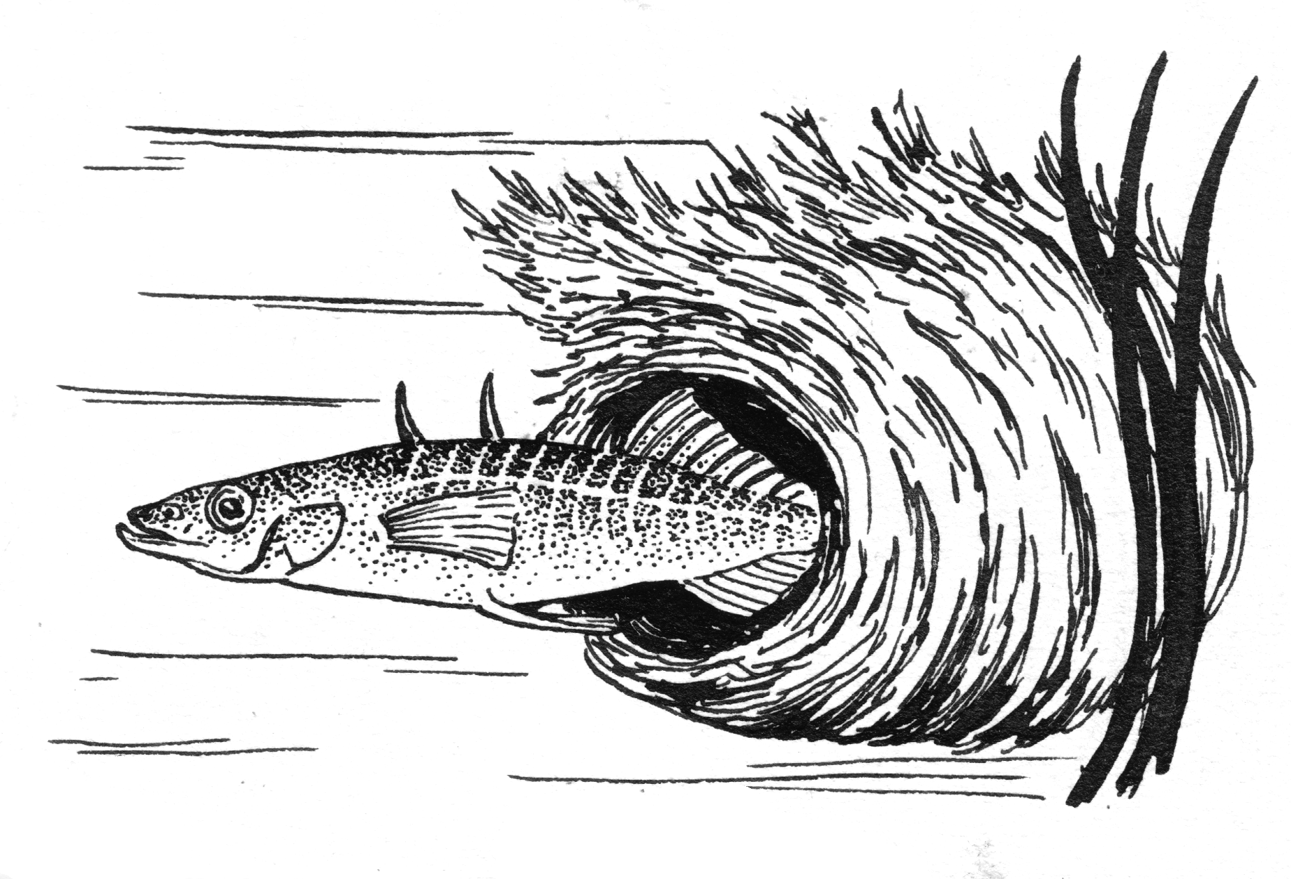 1848x1258 Filestickleback - Stickleback Drawing