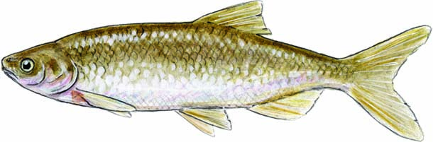 610x201 from perch to pikeminnows the freshwater fish that didn't get away - Stickleback Drawing