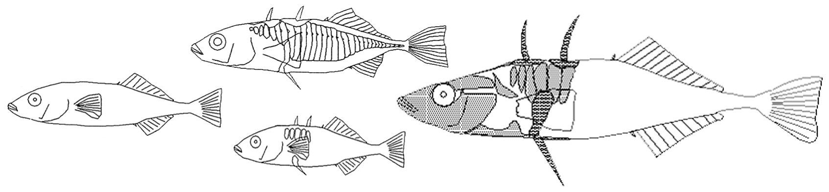1694x394 learning from a year experiment nature research ecology - Stickleback Drawing