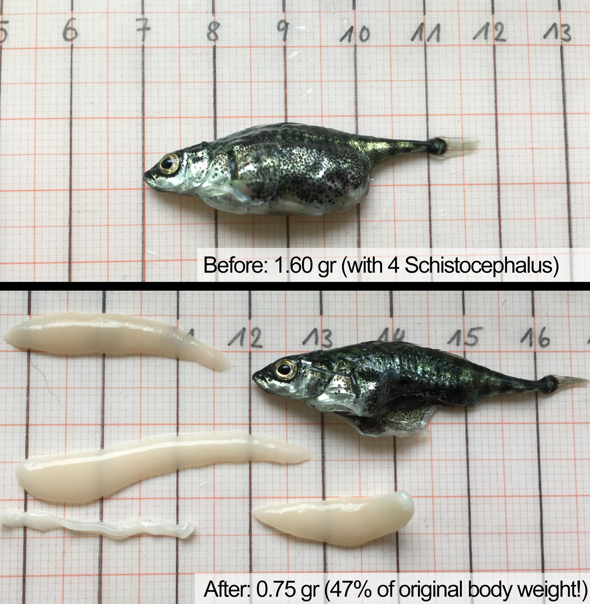 1200x1227 my research archives - Stickleback Drawing