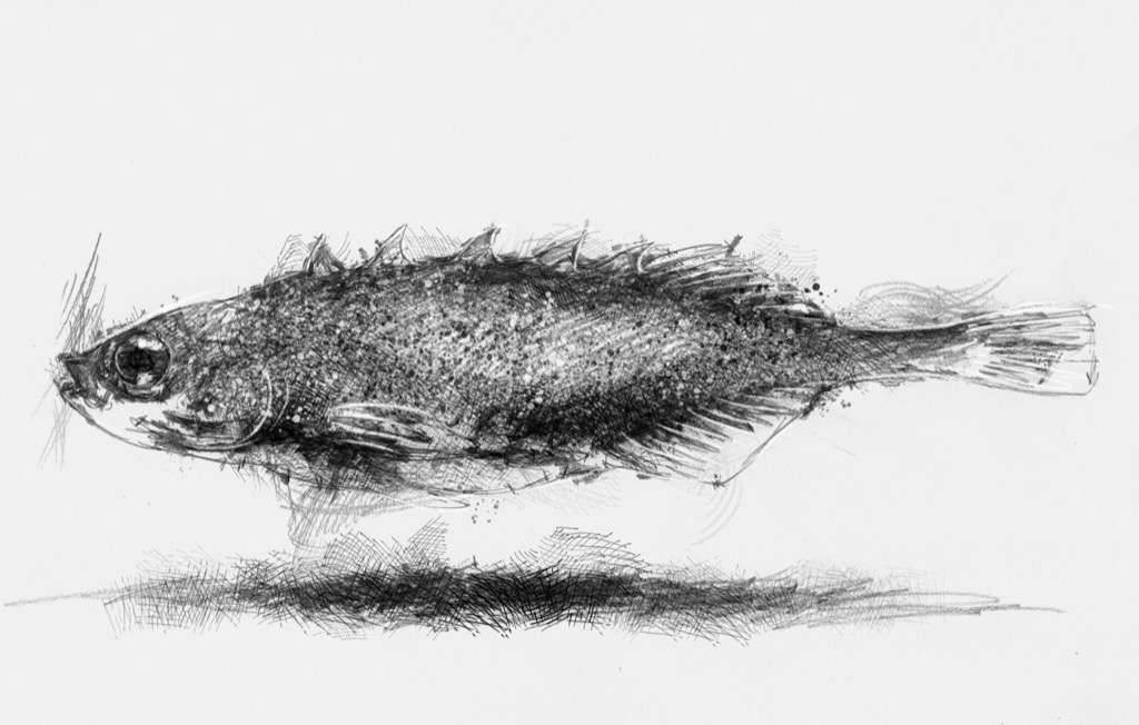 1024x652 Stickleback Sketch A Day Sketches, Draw, Art Drawings - Stickleback Drawing