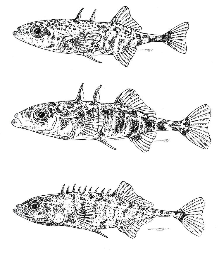 749x900 Stickleback Trio Bw Drawing - Stickleback Drawing