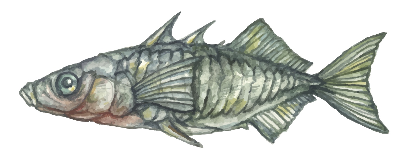 1388x555 Sticklewiki - Stickleback Drawing