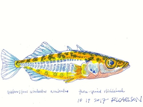 500x373 Unarmored Threespine Stickleback Tumblr - Stickleback Drawing
