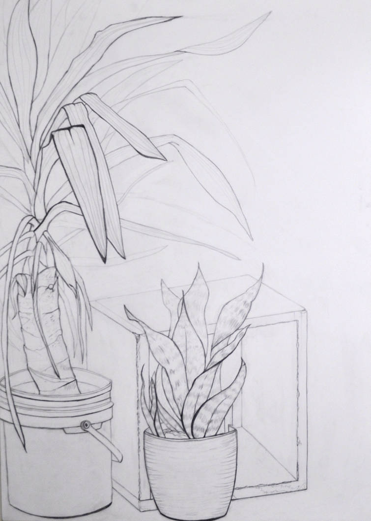 755x1058 still life contour drawing - Still Life Contour Drawing