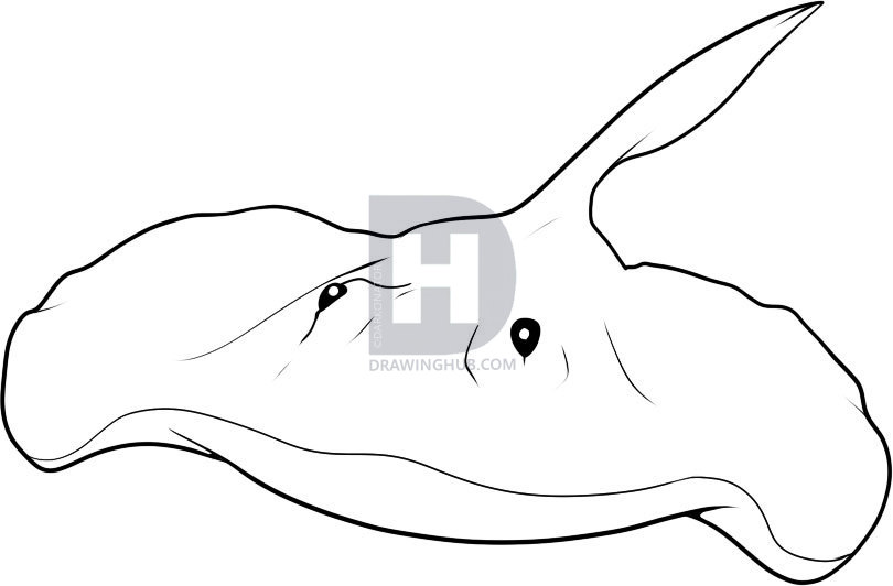810x532 How To Draw A Stingray, Step - Stingray Drawing