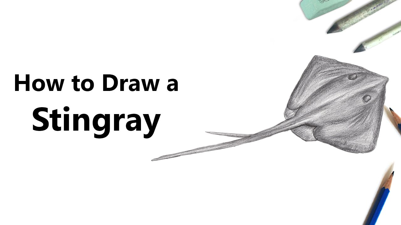 1280x720 How To Draw A Stingray With Pencils - Stingray Drawing