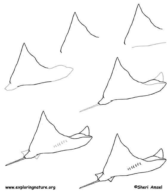 564x647 Stingray Drawing Lesson - Stingray Drawing