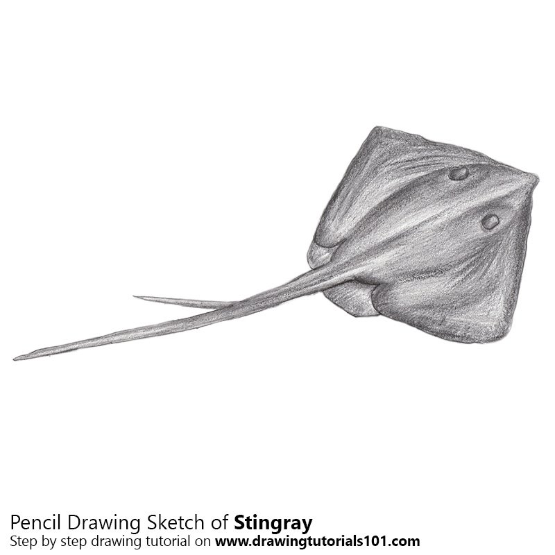 800x800 Stingray Pencil Drawing - Stingray Drawing