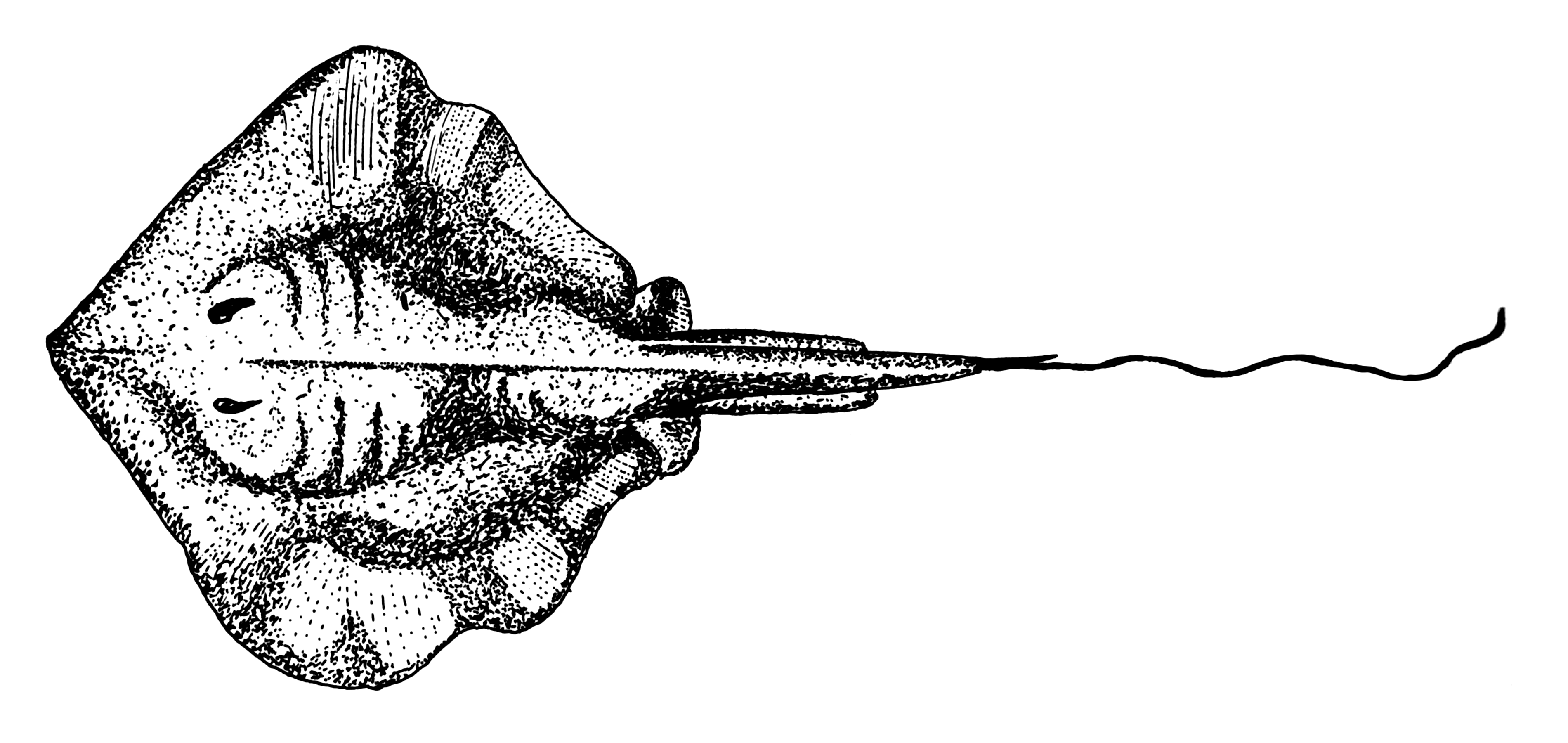 3800x1800 Filestingray - Stingray Drawing