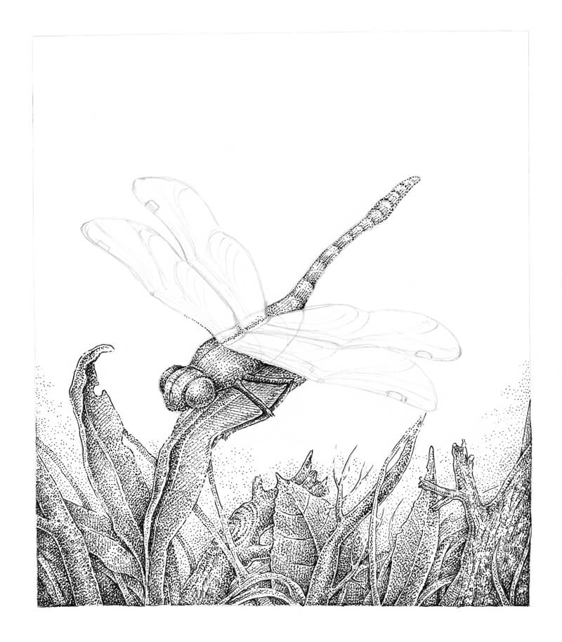 800x914 drawing a dragonfly - Stippled Drawing