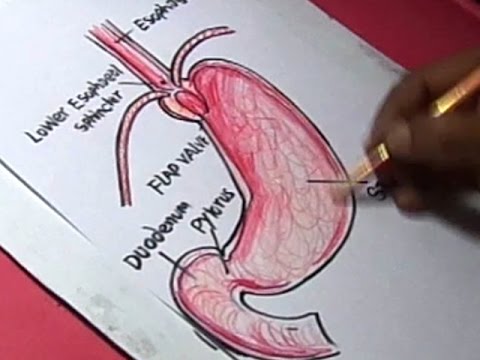 480x360 how to draw human stomach detail drawing for kids step - Stomach Drawing