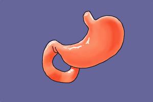 300x200 how to draw stomach step - Stomach Drawing