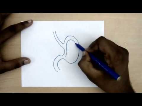 480x360 how to draw a stomach - Stomach Drawing