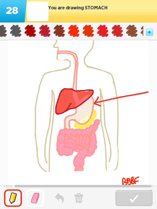 600x800 how to draw stomach - Stomach Drawing