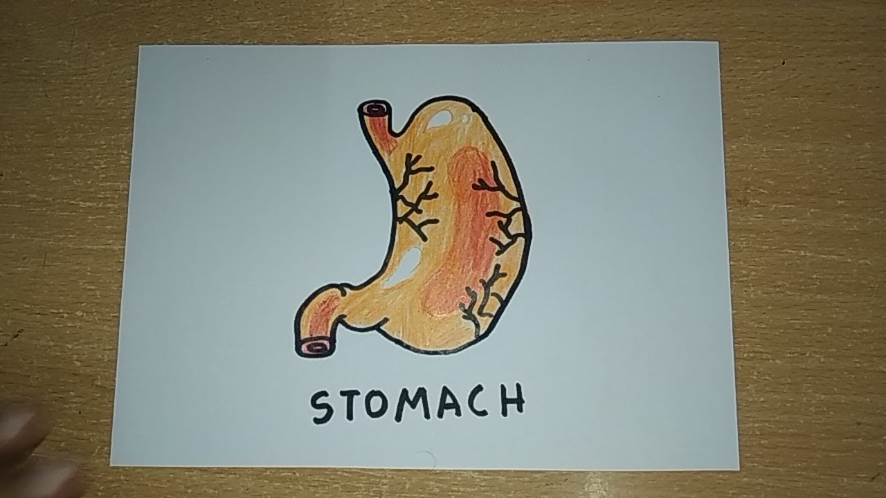 Stomach Drawing at Explore collection of Stomach