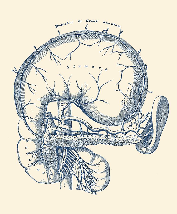 744x900 simple human stomach diagram - Stomach Drawing