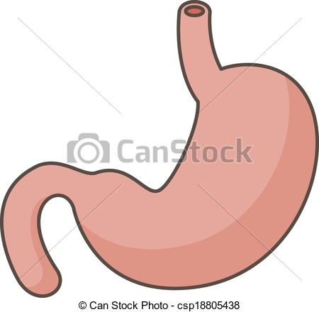 450x440 stomach - Stomach Drawing