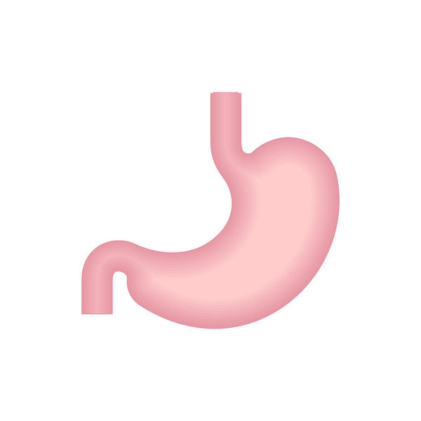 600x600 stomach isolated belly icon internal organ sign vector - Stomach Drawing