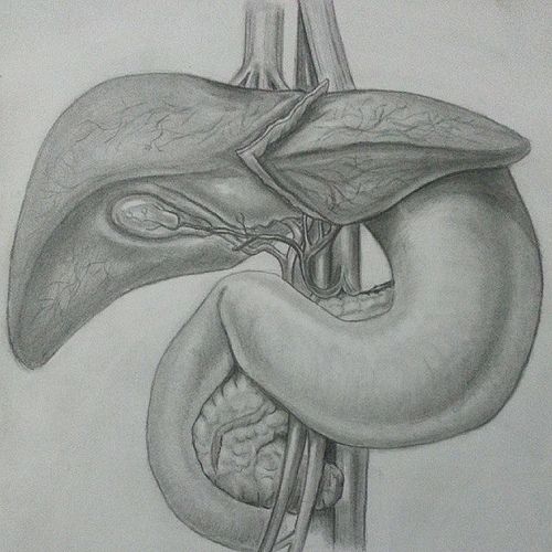 500x500 yes that is a medical drawing - Stomach Drawing