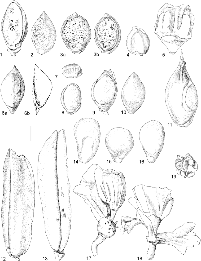 850x1103 The Gajiganna Culture In The Bama Deltaic Complex, Nigeria, Final - Stone Age Drawings