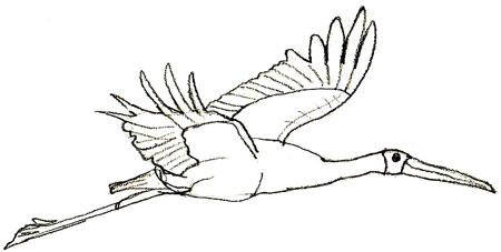 450x227 how to draw a stork - Stork Drawing