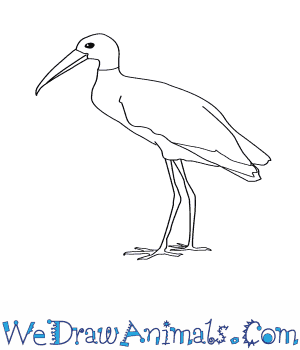 300x350 how to draw a wood stork - Stork Drawing