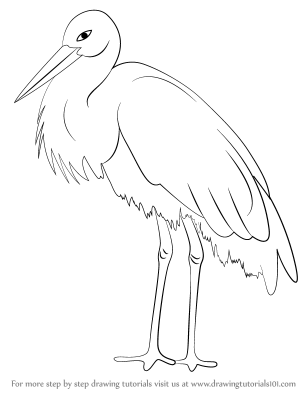 612x794 learn how to draw a stork - Stork Drawing