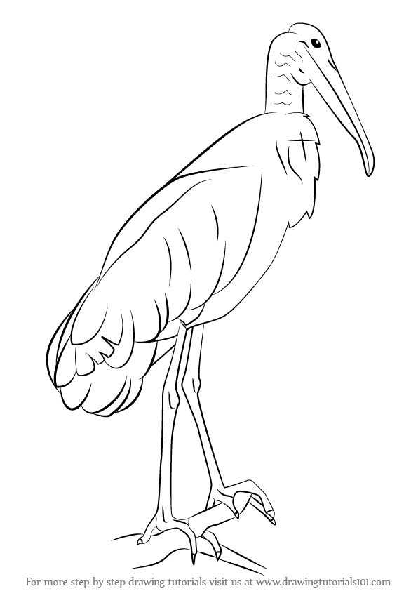 596x842 learn how to draw a wood stork - Stork Drawing
