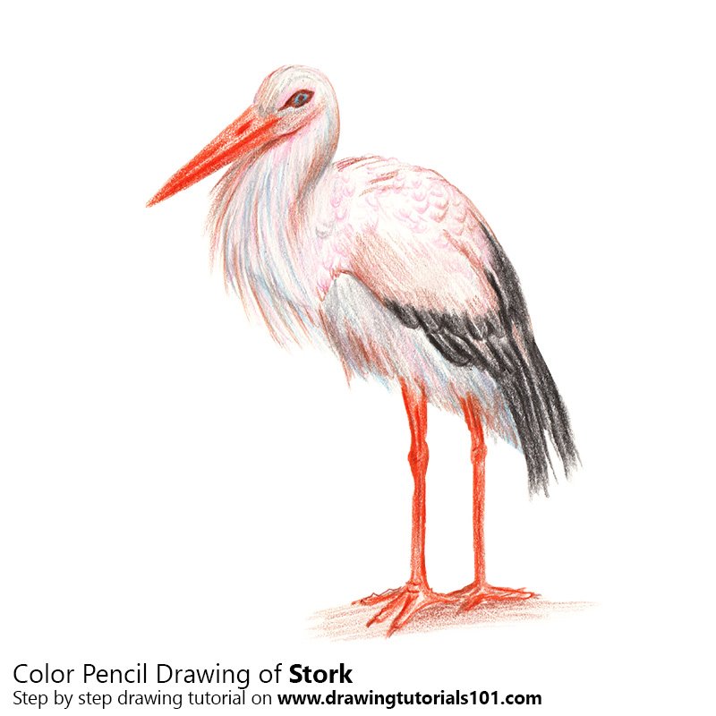 800x800 stork colored pencils - Stork Drawing