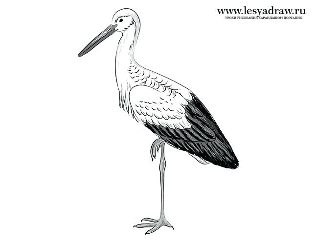 650x500 stork drawing step - Stork Drawing