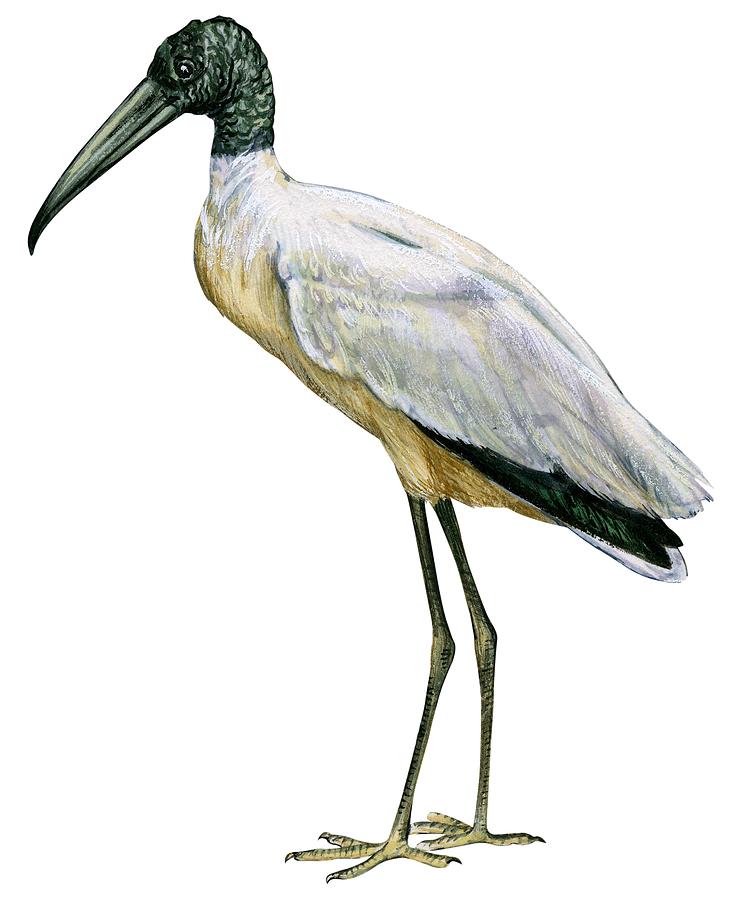 729x900 stork drawing - Stork Drawing