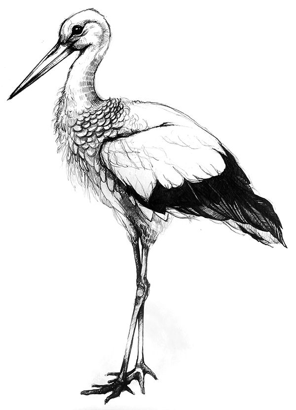 600x831 winstub' stork on behance illustration thienpont - Stork Drawing
