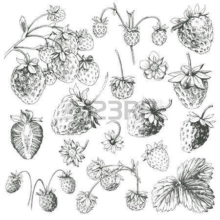 450x450 Great Collection Of Hand Drawn Strawberries Isolated On White - Strawberry Line Drawing