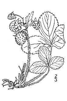 220x330 Line Drawing Of Fragaria Virginiana Duchesne Ssp Grayana - Strawberry Line Drawing