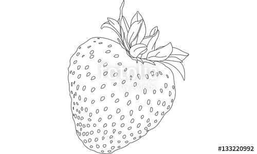 500x300 Strawberry Line Drawing Stock Image And Royalty Free Vector - Strawberry Line Drawing