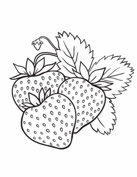 474x613 Strawberry Line Drawing Gtgt - Strawberry Line Drawing