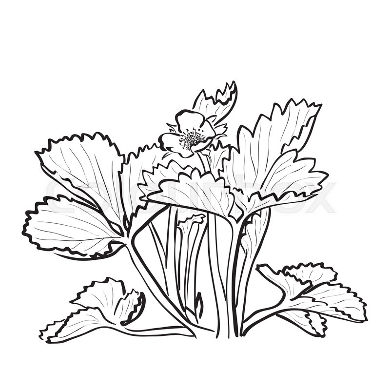 800x800 Sketch Strawberry Bush With Flower Stock Vector Colourbox - Strawberry Outline Drawing