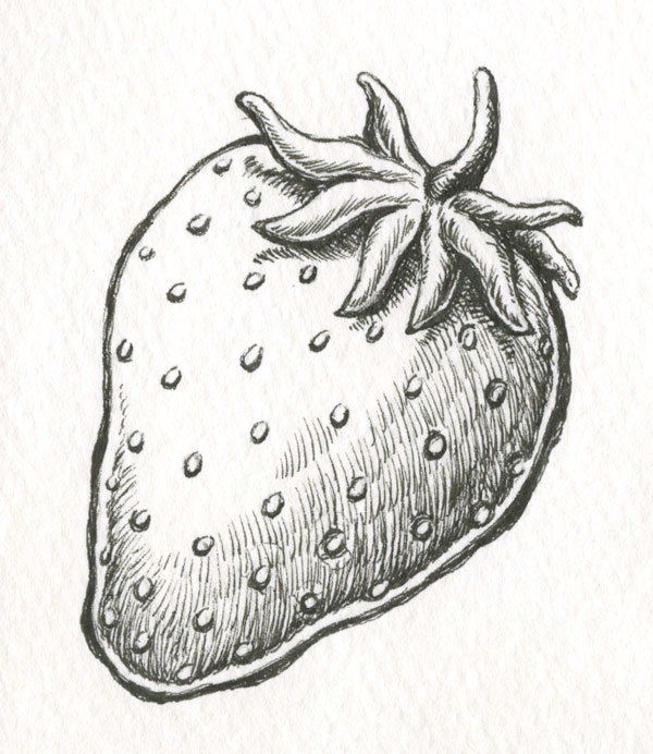 600x692 illustration concepts - Strawberry Pencil Drawing