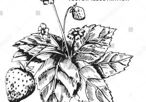 300x210 Strawberry Pencil Sketch How To Draw With Inktense Pencils - Strawberry Pencil Drawing