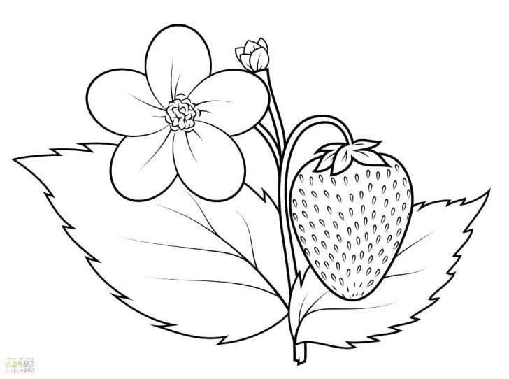 Strawberry Plant Drawing at Explore collection of Strawberry Plant Drawing