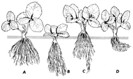 453x270 growing strawberry how to grow strawberry - Strawberry Plant Drawing