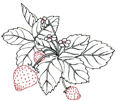 400x351 how to draw a strawberry in steps art lessons strawberry - Strawberry Plant Drawing
