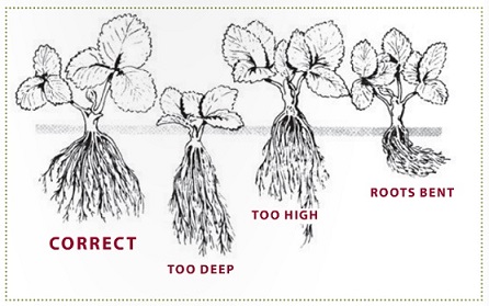 446x279 how to grow strawberries - Strawberry Plant Drawing