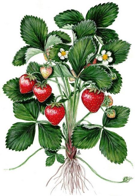 449x650 image result for strawberry seedlings strawberries strawberry - Strawberry Plant Drawing