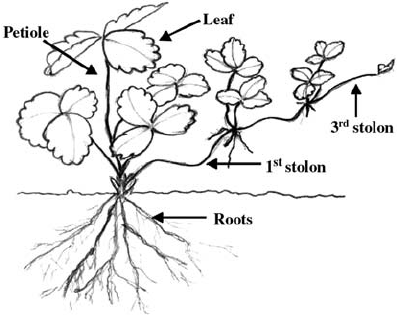 397x315 scheme of mother and daughter strawberry plants connected through - Strawberry Plant Drawing