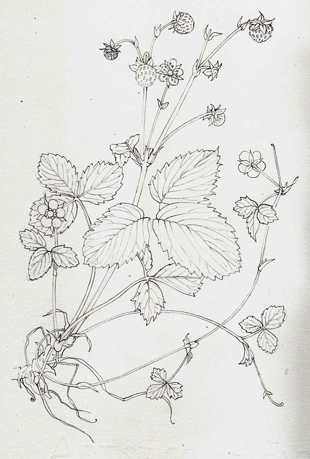 627x928 Step - Strawberry Plant Drawing