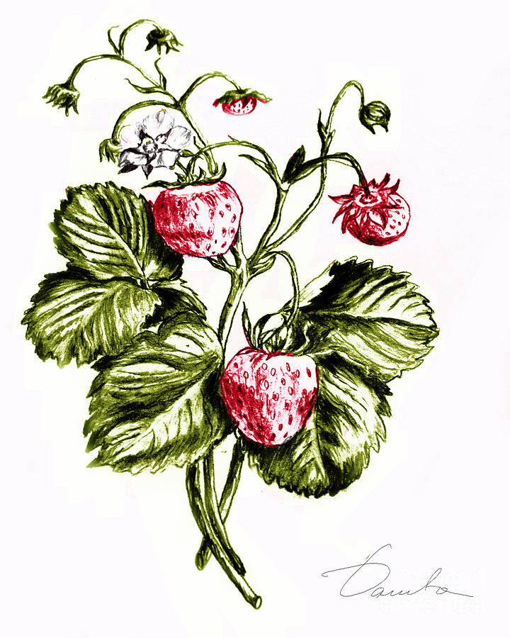 720x900 strawberries drawing - Strawberry Plant Drawing.