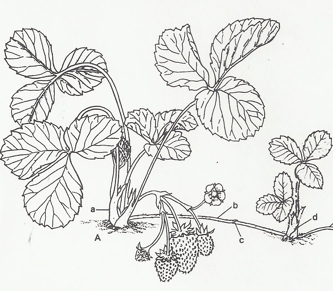 333x291 strawberries - Strawberry Plant Drawing